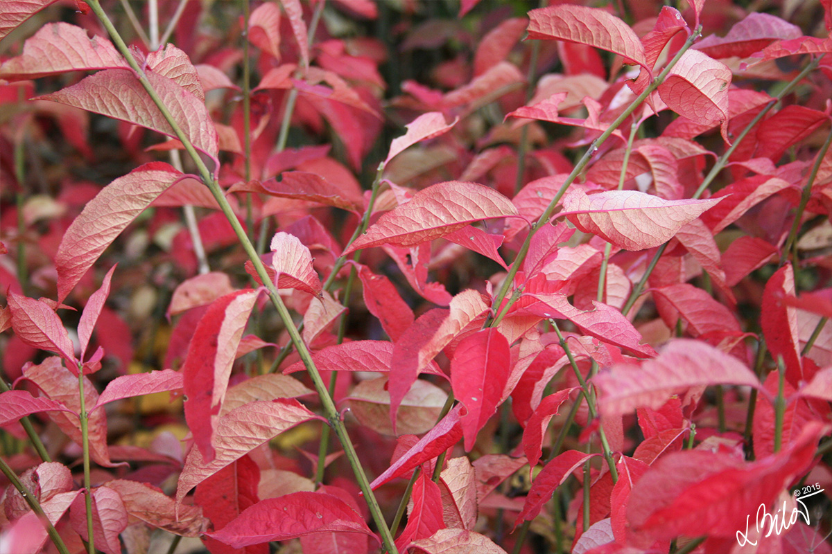 Autumn-Colours_leaves